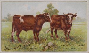 Amerikaanse handelskaart die Swift and Company dierenvellen adverteert, Union Stock Yards, Chicago, Illinois door American School
