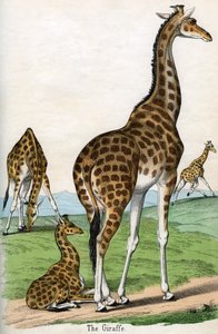 Antieke Print van Giraffen