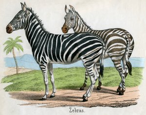 Antieke prent van zebra