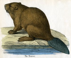 Antieke prent van een bever door American School