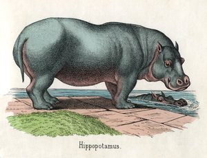 Antieke prent van een nijlpaard