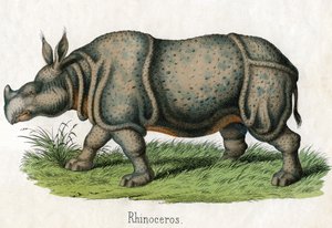 Antieke prent van een neushoorn door American School