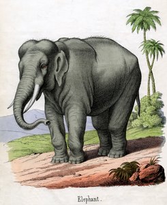 Antieke prent van een olifant