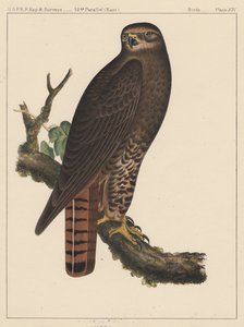 Vogels, plaat XIV