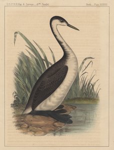 Vogels, plaat XXXVIII door American School