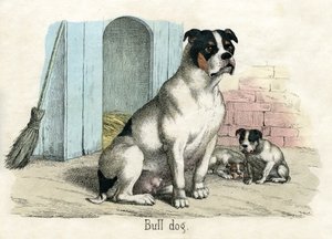 Bulldog, uit The Natural History of Animals