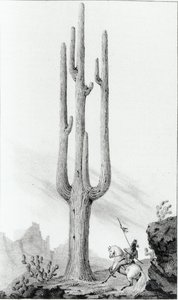 Cereus Giganteus door American School