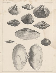 Conchologie Plaat I