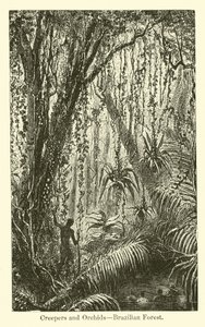 Klimplanten en orchideeën, Braziliaans bos door American School