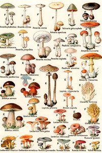 Eetbare en giftige paddenstoelen door American School