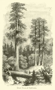 Reuzebomen van Californië door American School