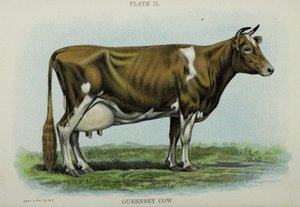Guernsey Koe, uit 