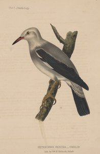 Heterornis Sericea (Gmelin)