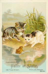 Kittens die een kikker ontmoeten door American School