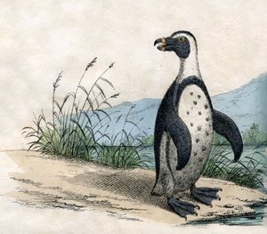 Magelhaenpinguïn, uit The Natural History of Animals door American School