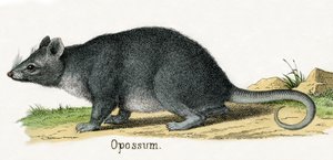 Opossum, uit De Natuurlijke Geschiedenis van Dieren