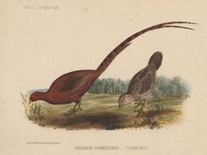 Phasianus Soemmeringh (Temminck)