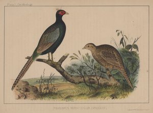 Phasianus Versicolor (Vieillot) door American School