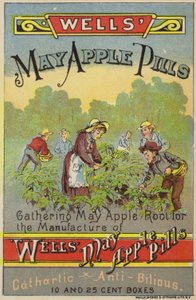 Plukken van mayapple-wortels