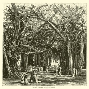 Picknick onder banyanbomen door American School