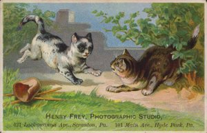 Speelse kittens door American School