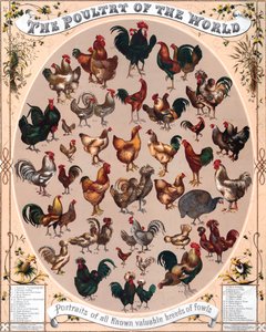 Pluimvee van de wereld poster door American School