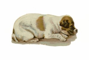 Puppy liggend