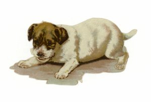 Puppy aan het spelen