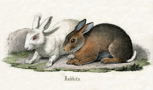Konijnen, uit The Natural History of Animals