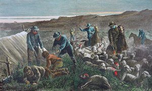 Schapenslachting tijdens de Pleasant Valley Range War, Arizona