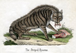 Gestreepte Hyena, uit De Natuurlijke Geschiedenis van Dieren door American School