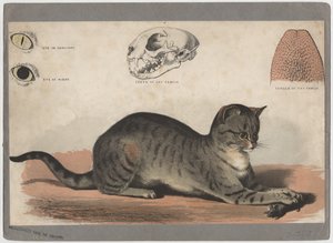 De kat door American School