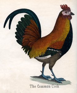 De gewone haan