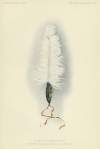 Het verensymbool van Tirawa (kleurenlitho) door American School