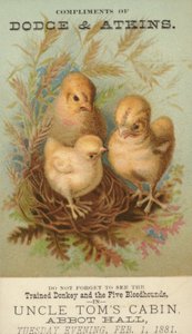 Drie kuikens in nest