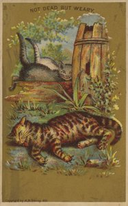 Drie Vermoeide Katten door American School