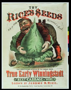 Probeer Rices Seeds, de beste kool ter wereld door American School