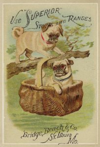 Twee honden en mand