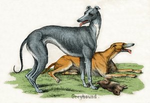 Twee windhonden, uit De natuurlijke historie van dieren