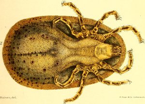 Ventrale weergave van Argus Miniatus, illustratie uit 