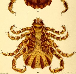 Ventrale aanzicht van mannelijke Boophilus Annulatus, illustratie uit "Cattle ticks"