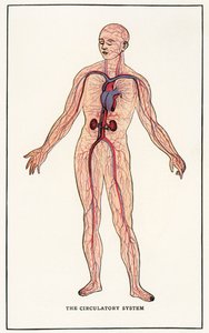 Vintage Anatomische Afbeelding van het Menselijke Bloedvatenstelsel door American School