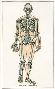 Vintage Anatomische Afdruk van het Menselijk Skelet door American School
