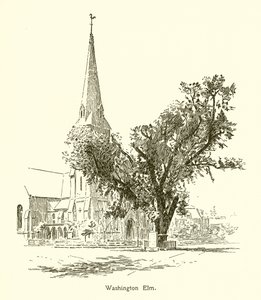 Washington Elm, Cambridge