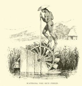 De rijstvelden water geven