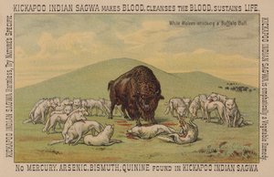 Witte wolven die een buffelstier aanvallen door American School