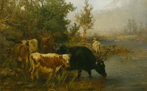 Koeien bij het water