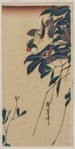 Grosbeak en Clematis, midden jaren 1830 door Ando Hiroshige