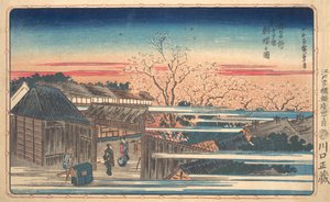 Ochtend Kersenbloesems bij Shin-Yoshiwara