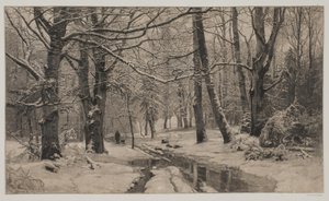 Winterdag in een bos